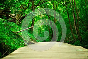 wooden bridge in the middle of the forest