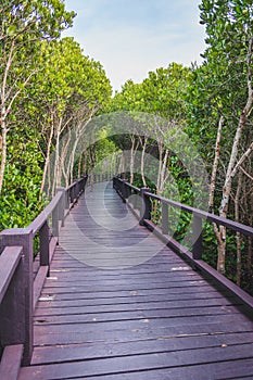 A wooden bridge in the middle of a mangrove forest with beautiful sky