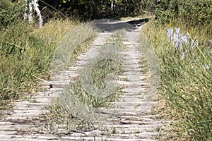 Wooden Bridge, Moremi National Park, Botswana