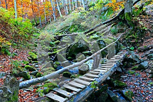 Wooden bridge over brook in forest