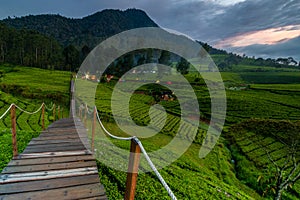 A wooden bridge over the expanse of green tea gardens in Riung Gunung - Bandung