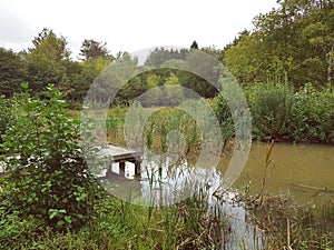 Wooden bridge over pond in forest