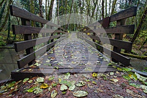 Wooden bridge over the stream in the forest