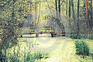 Wooden bridge over swamp in forest