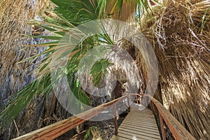 Wooden bridge and Palm trees