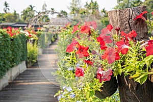 The wooden bridge park full of flowers