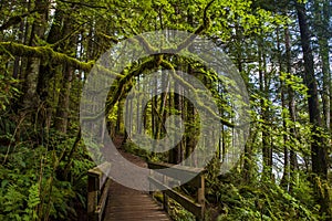 Wooden bridge and path in a mysterious forest with trees covered with green moss