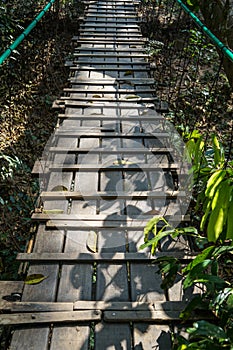Wooden bridge path through tree jungle with rope rail, tree leaves and plant shadow