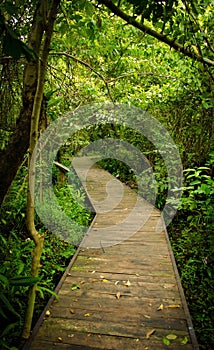 Wooden bridge pathway in the forest at national park