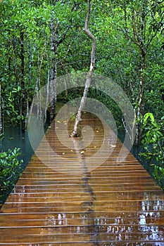 Wooden bridge, pathway in the middle of mangrove forest