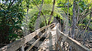 Wooden bridge pathway over marshy river with vegetation thicket
