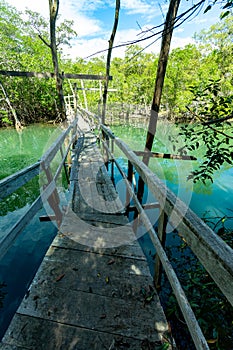 Wooden bridge pathway over marshy river with vegetation thicket