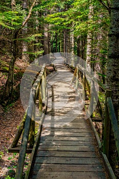 Wooden bridge pathway among pine forest