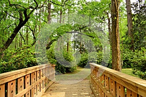 Wooden Bridge Pathway Into The Woods