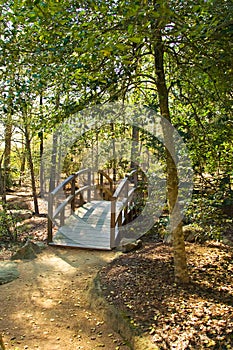 Wooden bridge pathway woods