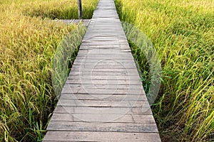 Wooden bridge on rice field in countryside