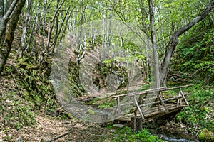 Dřevěný most v hluboký les 