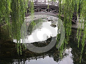 Wooden bridge,spring,Weeping willows,in the city