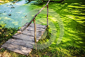 Wooden bridge in swamp with duckweed