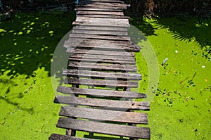 Wooden bridge in a swamp with duckweed.