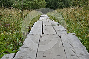 Wooden bridge between tall grass