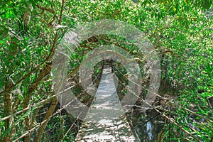 Wooden bridge to jungle