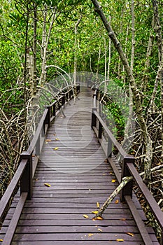 Wooden bridge to the jungle, Prachuap Khiri Khan, Thailand