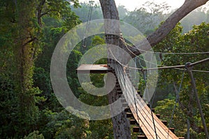 Wooden bridge on tree in jungle