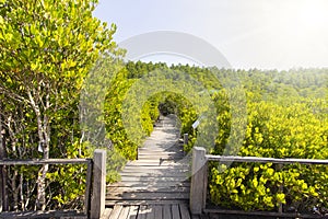 Wooden Bridge in Tungprongthong mangrove forest at Nature Preserve and Forest Klaeng at Prasae,