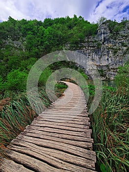 A wooden bridge twists over the thicket in the tropical park