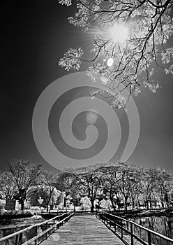 Wooden bridge under tree and sunlight