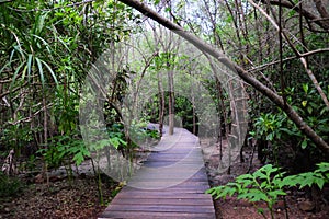 Wooden bridge walkway in Crabapple Mangrove of Mangrove Forest in Thailand