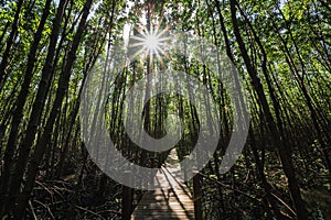 Wooden bridge walkway at Kung krabaen bay Mangrove forest at chanthaburi city