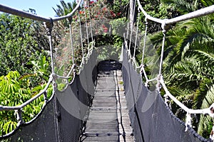 Wooden bridge into the wild