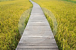 Wooden bridge beside with yellow rice