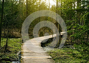 Wooden bridges across the swamp in the forest of Belovezhskaya Pushcha.