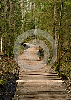 Wooden bridges across the swamp in the forest of Belovezhskaya Pushcha.