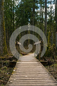 Wooden bridges across the swamp in the forest of Belovezhskaya Pushcha