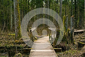 Wooden bridges across the swamp in the forest of Belovezhskaya Pushcha.