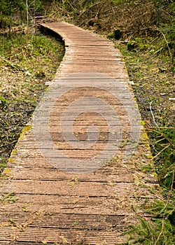 Wooden bridges and roads in the forest, spring forest,