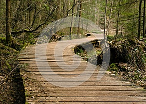 Wooden bridges and roads in the forest, spring forest