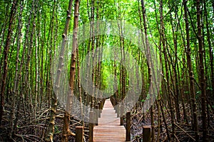 Wooden broadwalk in lush mangrove forest, Thailand photo