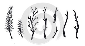 Wooden brunches and forest element of tree. Vector hand drawn