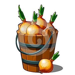 Wooden bucket full of onions. Autumn harvest. Health vegetables. Vector Illustration in cartoon style isolated on white