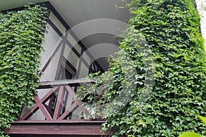 Wooden building balcony covered with green ivy.