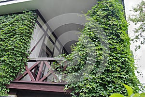 Wooden building balcony covered with green ivy.