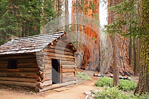 Wooden cabin in sequoia forest