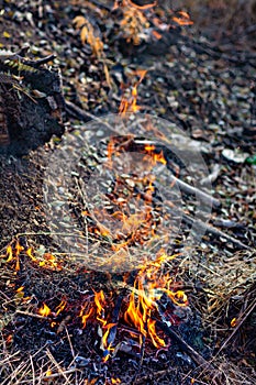 Wooden camp fire in the forest