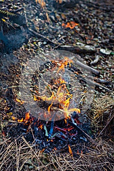 Wooden camp fire in the forest