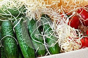 Wooden and cardboard crate box with fresh ripe tasty red tomatoes and green cucumbers with wood shavings filler